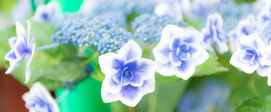 素材サイト「PAKUTASO」より、「紫陽花が咲く季節」。Fotograf.SHUiさんの作品。 アイキャッチ画像。