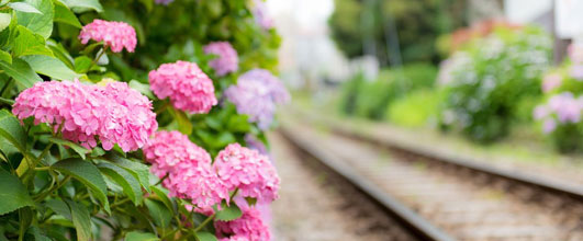 写真素材サイト「Pakutaso」より、「線路沿いの紫陽花」。二回連続で紫陽花の写真です。なかなか記事に合った画像素材が見つからなくて。 アイキャッチ画像。