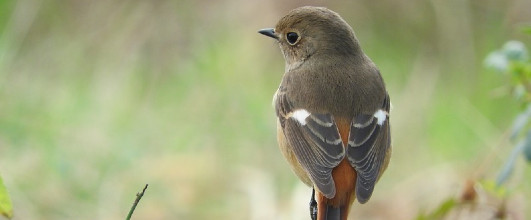 素材サイト「PAKUTASO」より、Jジョウビタキのメス(野鳥)。mi-tette さんの作品。 アイキャッチ画像。