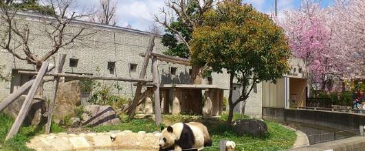 素材サイト「写真AC」より、神戸市の王子動物園。桜の名所です。ペコムクさんの作品。 アイキャッチ画像。