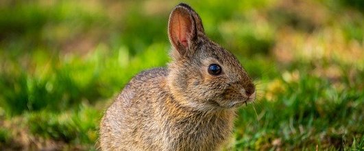 素材サイト「Pixabay」より、うさぎの赤ちゃんの写真。Joshua Choateさんの作品。先日はイースターでした。 アイキャッチ画像。