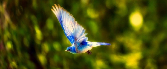 素材サイト「Pixabay」より、飛行する青い鳥。David Markさんの作品。Twitterのロゴマークが青い鳥なので。 アイキャッチ画像。