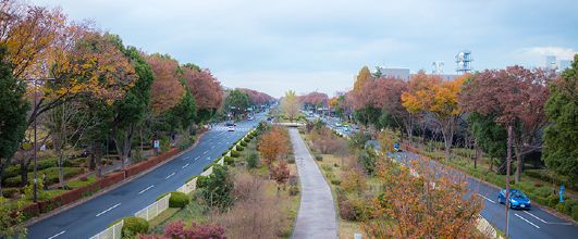 素材サイト「Photock」より、昭和記念公園から見る都道153号。 アイキャッチ画像。