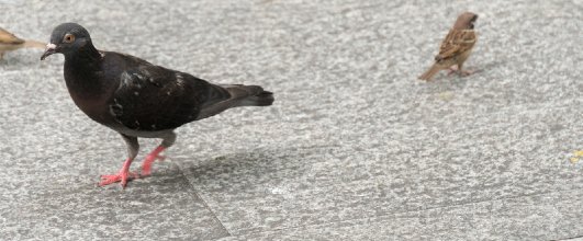 素材サイト「PAKUTASO」より、鳩と雀の写真素材。unificさんの作品。 アイキャッチ画像。